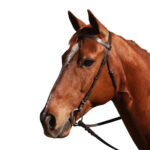 Eureka – Plain Snaffle Bridle