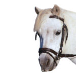 Showcraft – Raised Weave Hanoverian Bridle