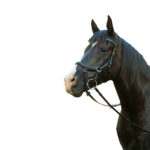 McAlister – Competition Bridle