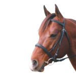 Eureka – Snaffle Cavesson Bridle