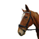 Showcraft – Baree Linked Hanoverian Bridle