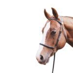 Eureka – Lead In Bridle