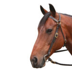 Eureka – Brass Barcoo Bridle