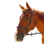 Showcraft – Cassidy Stitched Hanoverian Bridle