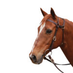 Extended Head Barcoo 3/4″ Bridle