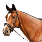 Showcraft – Empire Hanoverian Bridle