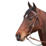 McAlister – Barcoo Bridle