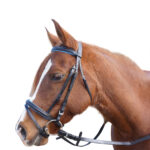 Eureka – Retro Event Bridle