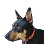 Showcraft – PVC Dog Collar