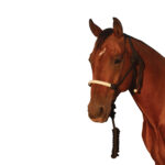 Navaho – Laced Contrast Nylon Halter & Lead