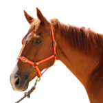 Eureka – Sienna Headstall
