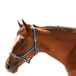 Eureka – Sienna Headstall
