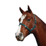 Showcraft – Warmblood Headstall