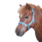 Eureka – Buckle Halter