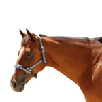 Eureka – Hemingway Ribbon Halter