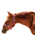 Eureka – Hemingway Ribbon Halter