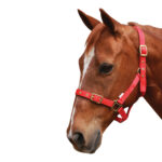 Showcraft – Nylon Headstall
