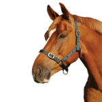 Status – Nylon Halter