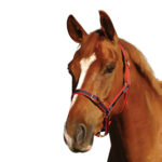 Status – Nylon Halter