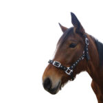 Eureka – Jewelled Nylon Halter