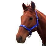 Eureka – Jewelled Nylon Halter