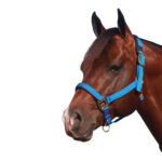 Showcraft – Deluxe Transport Halter