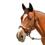 Showcraft – Leather Headstall