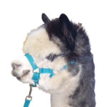 Eureka – Martins Alpaca Headstall & Lead Set