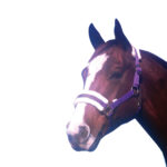 Eureka – Fleece Backed Headstall