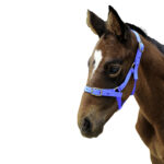Showcraft – Foal Nylon Headstall