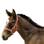 Showcraft – Foal Nylon Headstall