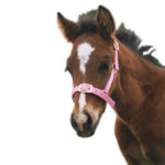 Showcraft – Foal Nylon Headstall