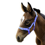 Showcraft – Foal Nylon Headstall