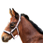 Eureka – Foal Three Colour Headstall