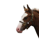 Showcraft – Foal Tartan & Padded Headstall