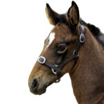 Eureka – Foal Leather Halter