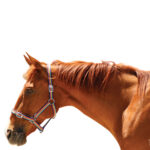 Eureka – Rainbow Headstall