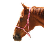 Navaho – Johnson Adjustable Rope Halter