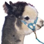 Eureka – Alpaca Lead & Headstall