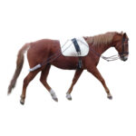 Showcraft – Lunge Training System