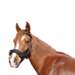 Eureka – Nylon Lunge Cavesson