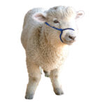 Eureka – Alpaca/Sheep/Miniature Halter