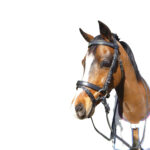 Showcraft – Hemsleigh Jewelled Hanoverian Black Bridle Miniature