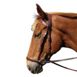 Showcraft – PVC Bitless Bridle