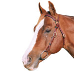 Showcraft – PVC Barcoo Bridle