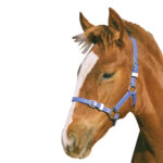 Showcraft – Foal/Mini PVC Headstall