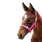 Showcraft – Foal/Mini PVC Headstall