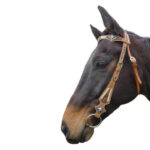 Navaho – Pawnee Western Bridle & Breastplate Set