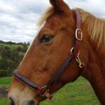 Navaho – Panca Two Toned Leather Headstall