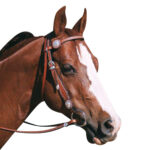 Navaho – Silver Stud Bridle